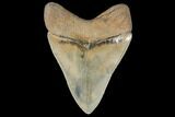 Serrated, Fossil Megalodon Tooth - Collector Quality #134282-1